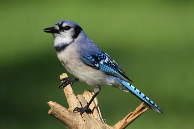 Mavi Jay (corvid siyanocitta)