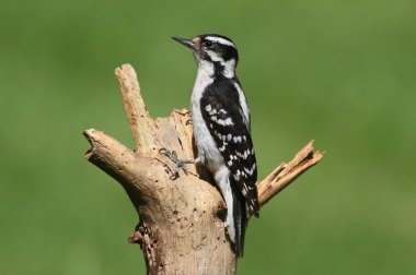 Tüylü ağaçkakan (Picoides pubescens)