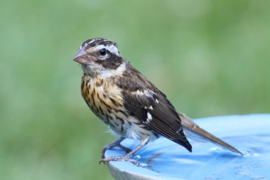 Rose - breasted kocabaş (Pheucticus ludovicianus)