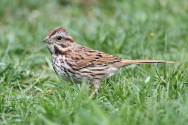 Song Sparrow (Melospiza melodia) clipart