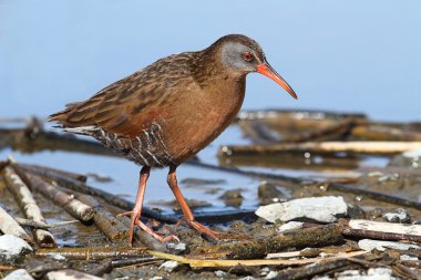 Virginia Demiryolu (rallus limicola)