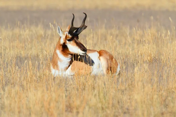 Vidloroh americký antilopa (Antilocapra americana) — Stock fotografie