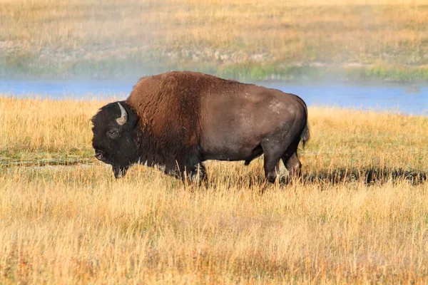 Amerikanischer bison (büffel)) — Stockfoto