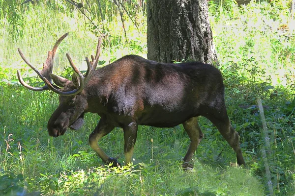 Bull Moose (alces) — Stock Photo, Image
