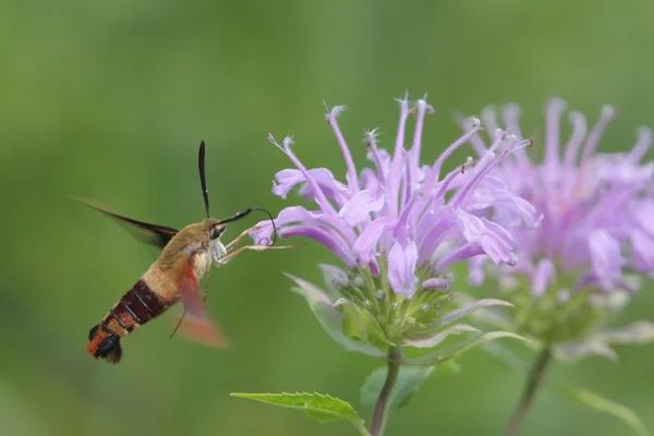 stock image Common Clearwing Moth