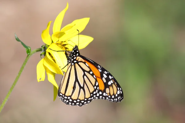 Farfalla monarca (danaus plexippus) su girasoli boschivi — Foto Stock