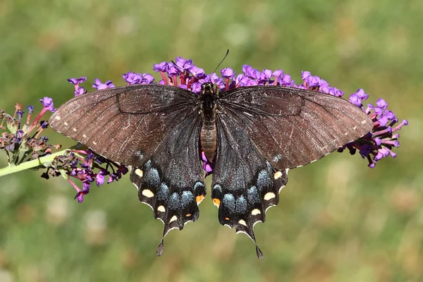 Θηλυκό Swallowtail τίγρη (papilio glaucas) — Φωτογραφία Αρχείου
