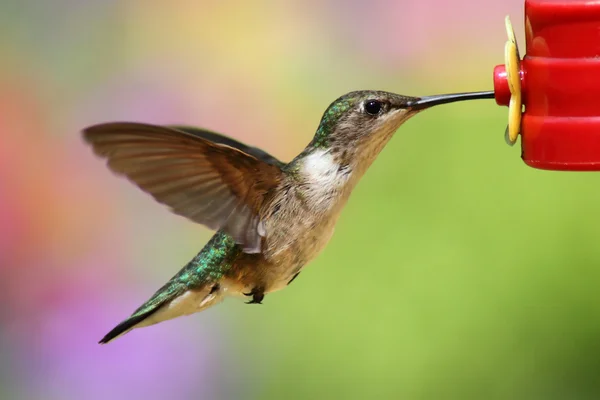 stock image Ruby-throated Hummingbird (archilochus colubris)