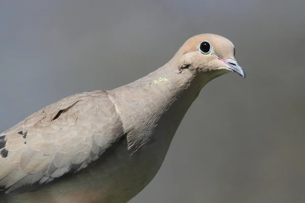 Траурный голубь (zenaida macroura) — стоковое фото