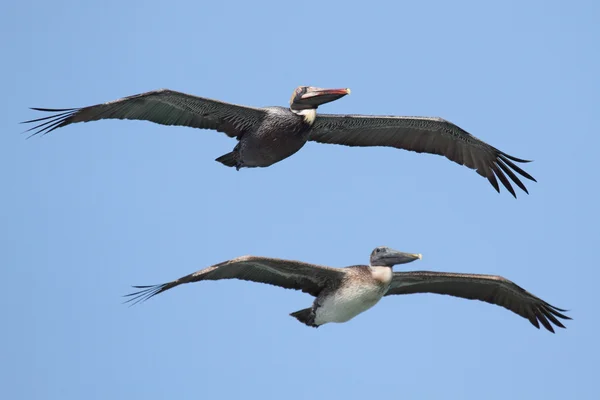 Brown Pelicans in volo — Foto Stock