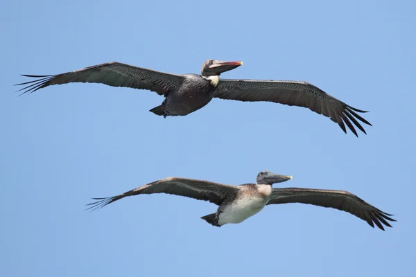 Stock image Brown Pelicans In Flight