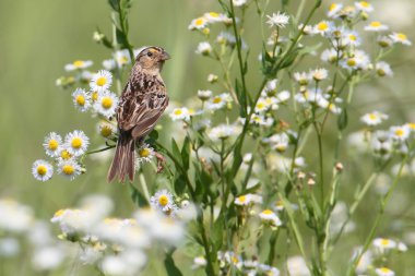 Çekirge Serçesi (ammodramus savannarum)