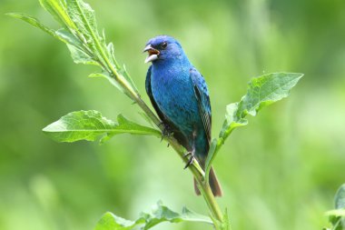 Indigo kiraz kuşu (Passerina cyanea)