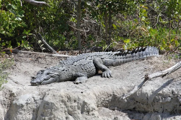 Coccodrillo americano (Crocodylus acutus) crogiolarsi nel sole — Foto Stock