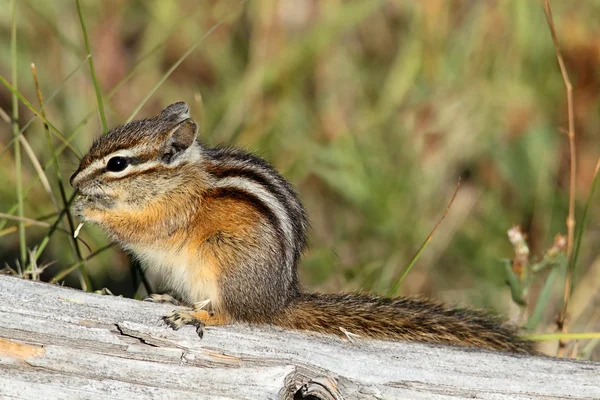 Legkisebb mókus (tamias minimus)) — Stock Fotó