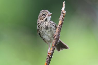 Juvenil Song Sparrow (Melospiza melodia)