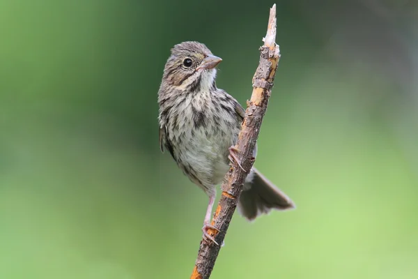 Canção juvenil Sparrow (Melospiza melodia ) — Fotografia de Stock