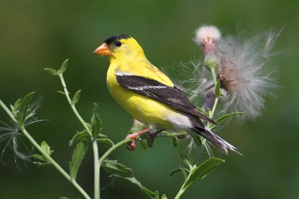 Goldfinch americano masculino — Fotografia de Stock