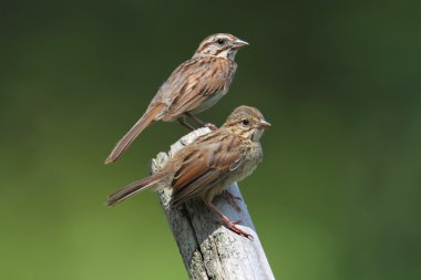 Juvenile Song Sparrow (Melospiza melodia) clipart