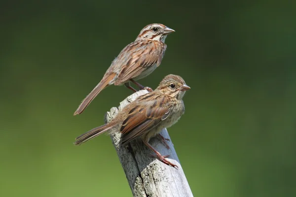 Juvenilní Song Sparrow (Melospiza melodia) — Stock fotografie