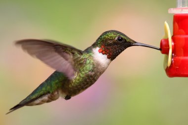 Yakut boğazlı sinekkuşu (Archilochus colubris)