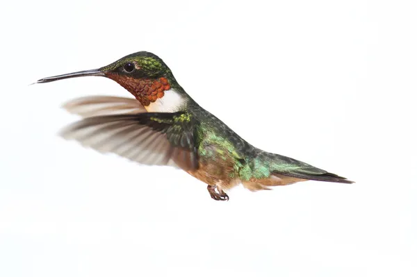 Isolerade ruby - Vitstrupig hummingbird — Stockfoto