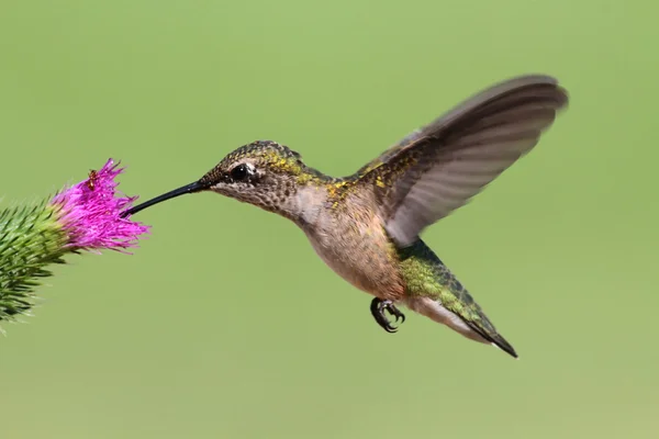 Garganta-rubi juvenil Hummingbird — Fotografia de Stock