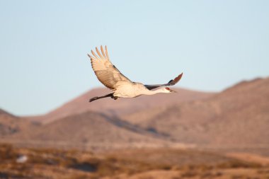 Sandhill Crane (Grus canadensis)