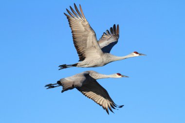 Sandhill vinçler (Grus canadensis)