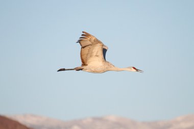 Sandhill Crane (Grus canadensis)