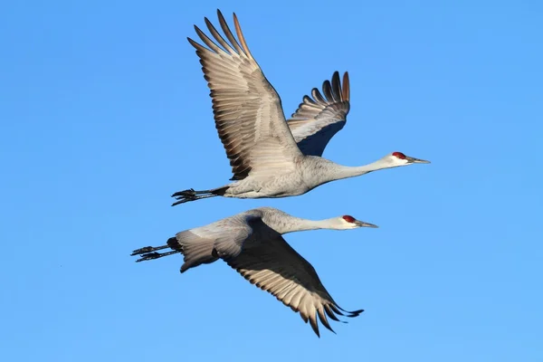 Sandhill Cranes (Grus canadensis) — Stock Photo, Image