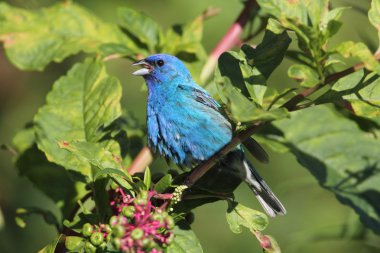 Erkek Indigo kiraz kuşu (Passerina cyanea)