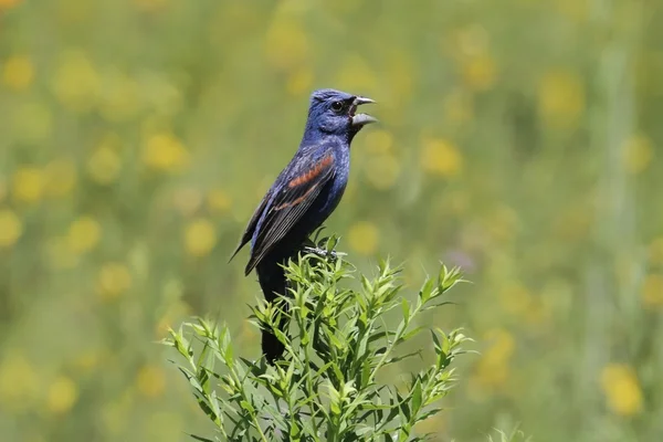 Männchen mit blauem Grossschnabel (passerina caerulea)) — Stockfoto