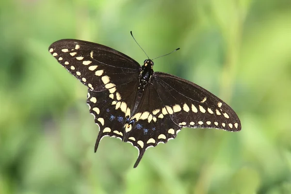 Negro cola de golondrina mariposa — Foto de Stock