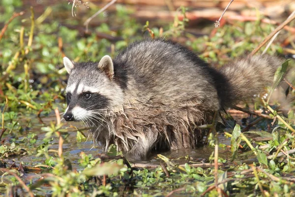 Baby Raccoon egy patak — Stock Fotó