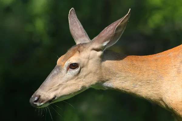 白尾鹿母鹿 — 图库照片