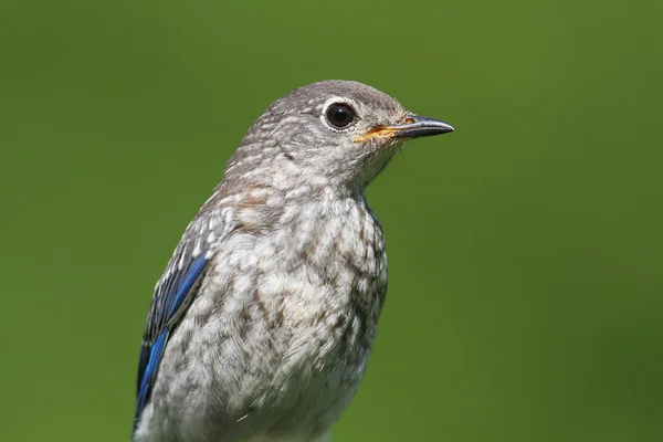 Бэби-восточная голубая птица — стоковое фото