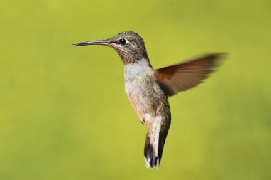 Annas Hummingbird (Calypte anna) clipart