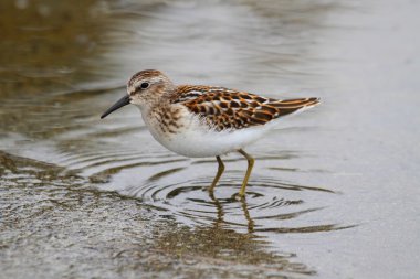 Least Sandpiper (Calidris minutilla) clipart