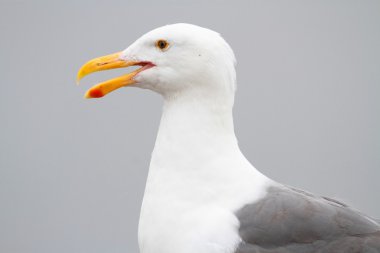 Okyanus tarafından Batı martısı (Larus occidentalis)