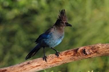 Stellers Jay (Cyanocitta stelleri)