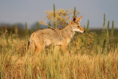 Western Coyote clipart