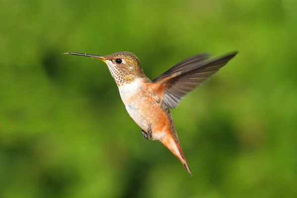 Rödstjärtad Hummingbird (Selasphorus rufus) — Stockfoto