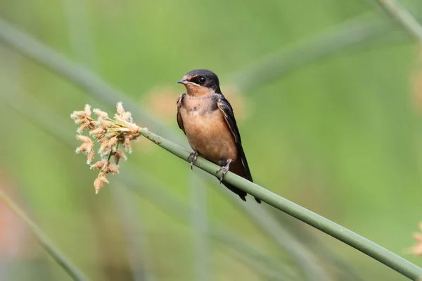 Barn Swallow on a branch — Stock Photo, Image