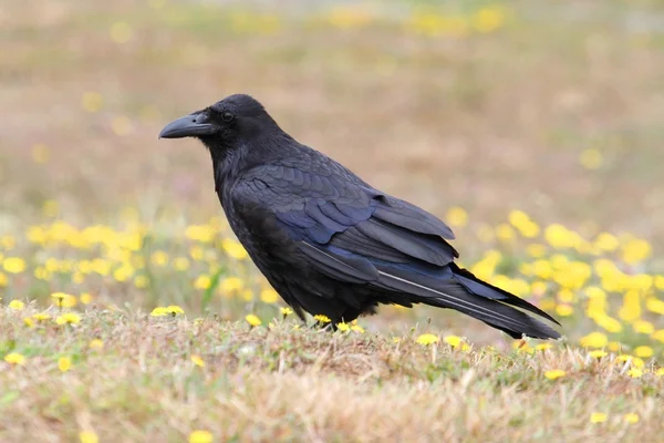 Common Raven (Corvus corax) — Stock Photo, Image