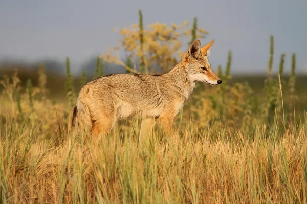 Westerse coyote — Stockfoto