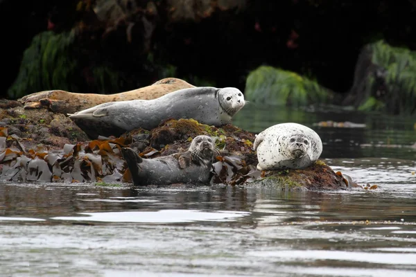 Harbor zeehonden back-ups maken in de zon — Stockfoto