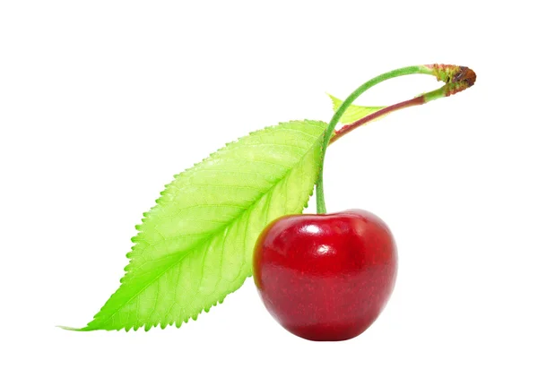 Ripe cherries with green leaves isolated on white background — Stock Photo, Image