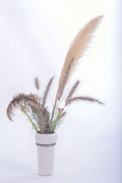 Getrocknete Blumen — Stockfoto
