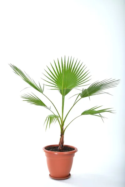 Washingtonia palm Stockfoto
